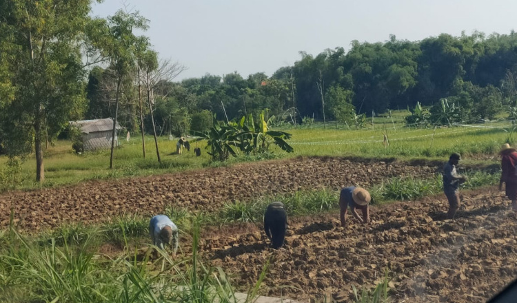 Petani Tembakau di Sampang Optimis, Hasil di Tahun 2023 Lebih Banyak Dari Tahun Kemaren 