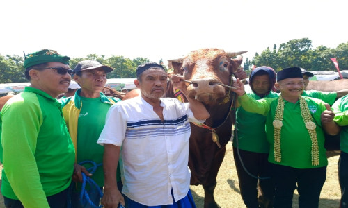 Sapi Milik Warga Situbondo ini Juarai Kontes Ternak yang Digelar Pemkab, Bobotnya 1 ton 56 kilo