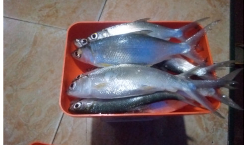 Ikan Bandeng Asal Sampang Madura Masih Jadi Primadona