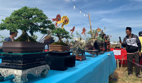 Ratusan Bonsai se-Madura Dipamerkan di Puncak Lanjari Sumenep