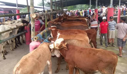 Jelang Idul Adha Sapi Merah Sampang Tembus ke Pasar Kalimantan