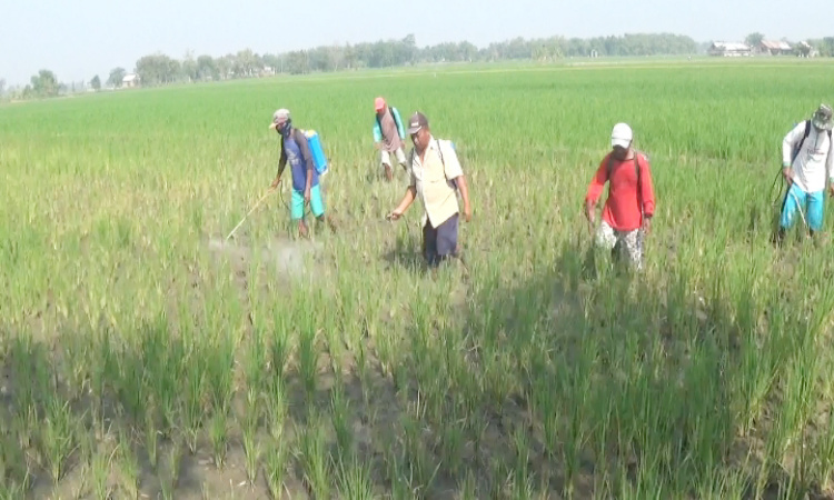 Dinas Pertanian Jombang Lakukan Pengendalian Serangan Hama Wereng