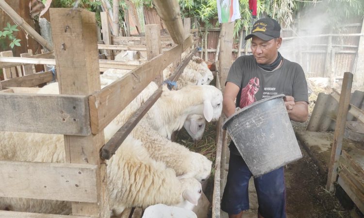 Kelompok Ternak di Jombang Manfaatkan Medsos Pasarkan Hewan Kurban