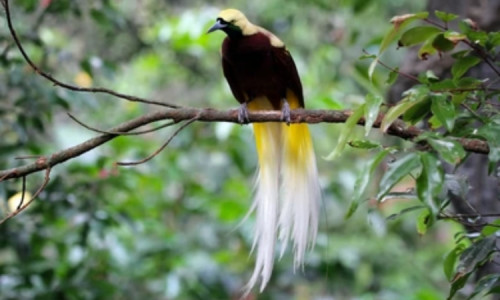 Indonesia Miliki 541 Spesies Burung Endemis, Terbanyak di Dunia