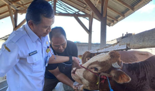 Banyuwangi Surplus Ternak, Kebutuhan Hewan Kurban Dipastikan Aman