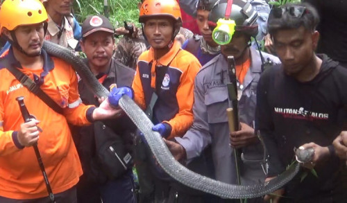 Meresahkan! Ular King Kobra Sepanjang 3,5 Meter di Air Terjun Kertoembo Madiun Ditangkap