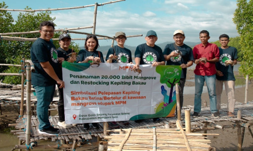 Rehabilitasi Mangrove Di Golo Sepang, MPMX Tanam 20.000 Bibit Mangrove   