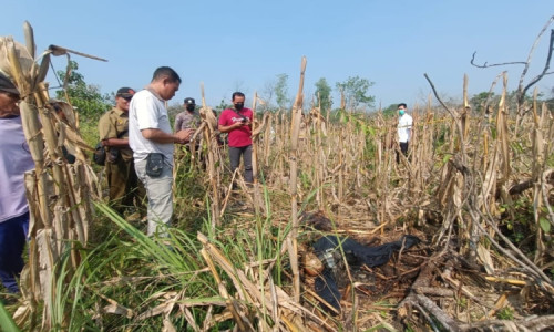 Mayat Mr X Tinggal Kerangka Ditemukan di Kebun Tebu Bangunrejokidul Ngawi