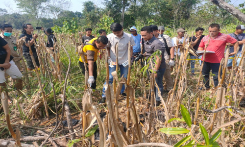 Kronologi Penemuan Mayat Tinggal Tulang di Kebun Jagung Ngawi 