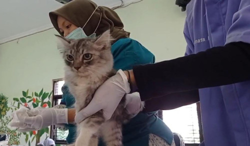 Cegah Kasus Rabies, Ratusan Kucing dan Anjing di Madiun Disuntik Vaksin