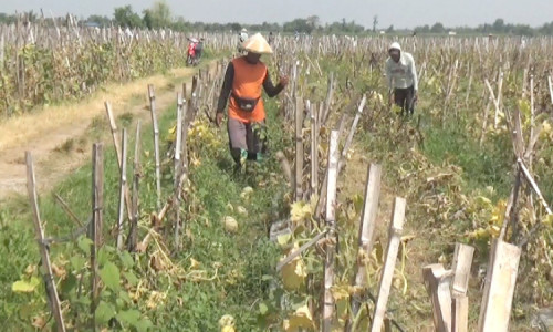 Puluhan Hektar Tanaman Melon di Jombang Gagal Panen Akibat Cuaca Ekstrem