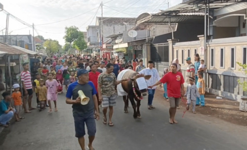 Tradisi Unik Idul Adha di Probolinggo, Hewan Kurban Diarak Keliling Kampung