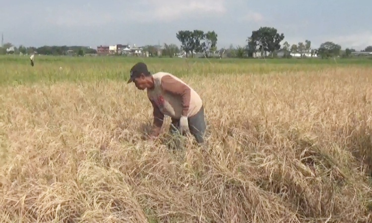 Jelang Panen, Petani Jombang Rugi Jutaan Rupiah Akibat Serangan Hama Wereng