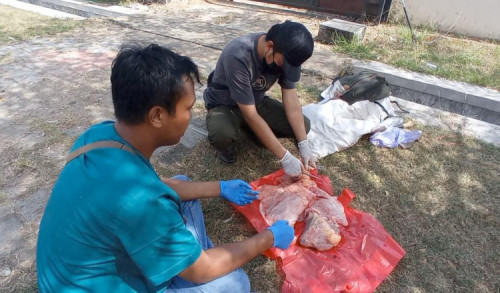 Petugas DKPP Madiun Temukan Daging Kurban Terinfeksi Cacing Hati