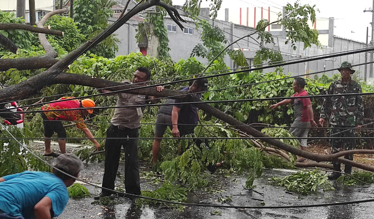 Pohon Tumbang Timpa Mobil di Banyuwangi