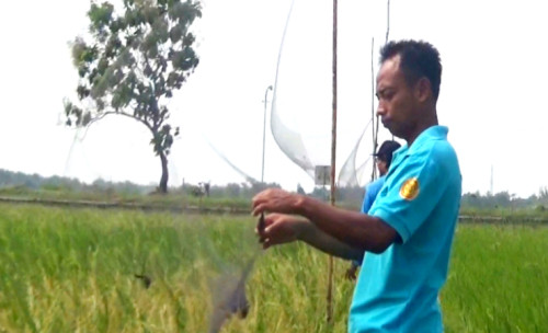 Pertanian di Jombang Diserang Hama Burung Pipit, Dinas Pertanian Tak Berdaya