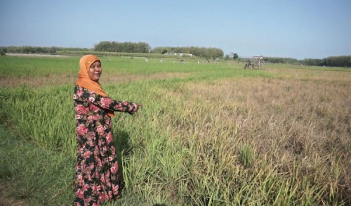 Nestapa Petani di Tuban, Ratusan Hektar Tanaman Padi Gagal Panen Diserang Wereng