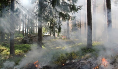 8 Kecamatan di Banyuwangi Masuk Kategori Tinggi Potensi Kebakaran Hutan dan Lahan