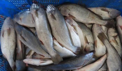 Keuntungan Cuaca, Hasil Tangkapan Ikan Gulamah Nelayan Sreseh Sampang Meningkat