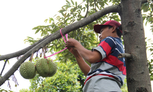 Durian Duri Hitam Wonosalam Jombang Miliki Rasa Lebih Lezat