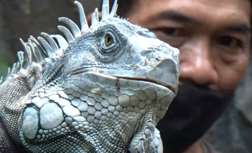 Pria di Probolinggo Budi Daya Iguana, Hasilkan Banyak Cuan Loh