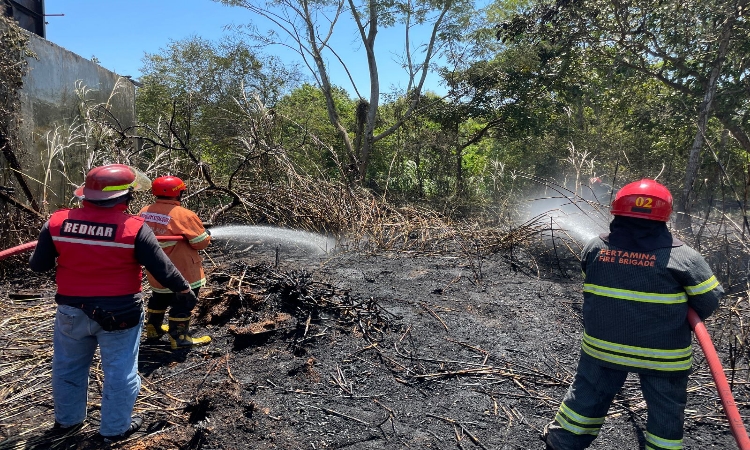 Alang-alang Lahan Milik Perusahaan di Cilacap Terbakar, Ular Piton Ditemukan Mati Terpanggang