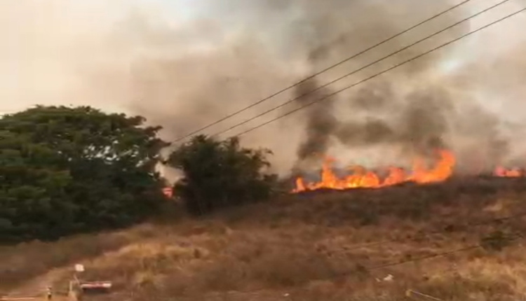 Dua Puluh Hektar Lahan Milik Perhutani di Bondowoso Kebakaran, Api Berasal dari PTPN XII