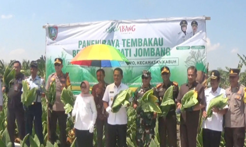 Bupati dan Forkopimda Jombang Ikut Panen Tembakau Jenis Pakpie di Banjardowo