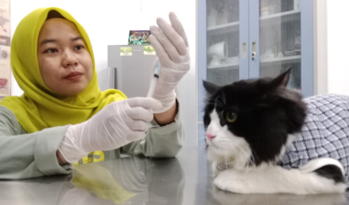 Ratusan Ekor Kucing dan Anjing di Banyuwangi Disuntik Vaksin Rabies
