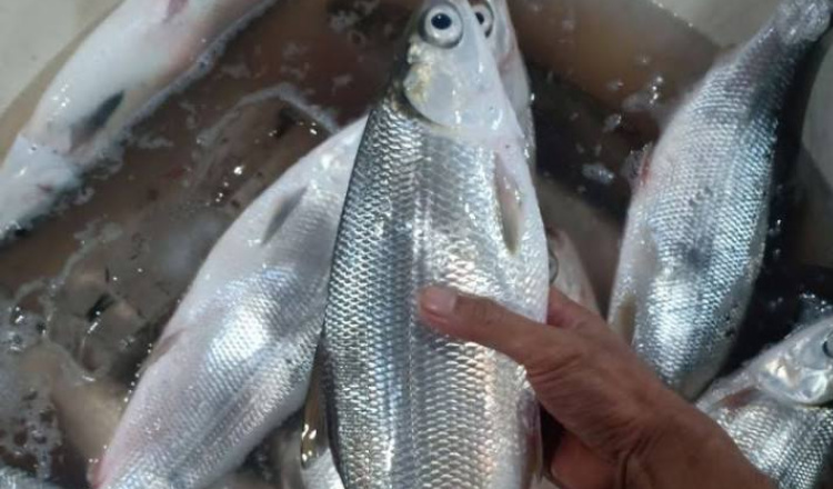 Akibat Kemarau Panjang, Harga Ikan Bandeng di Sampang Alami Kenaikan