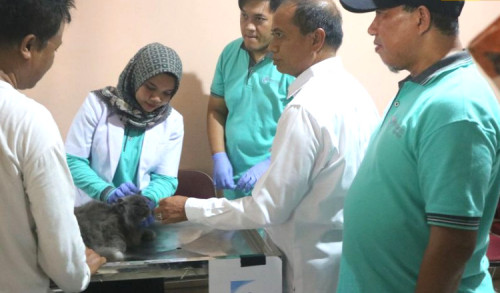 Vaksinasi Hewan Gratis untuk Cegah Rabies di Lamongan