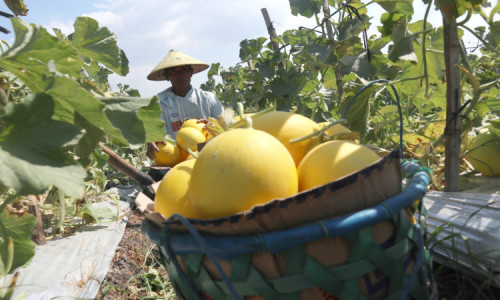 Musim Kemarau, Petani Melon di Jombang Sumringah karena Panen Buah Maksimal