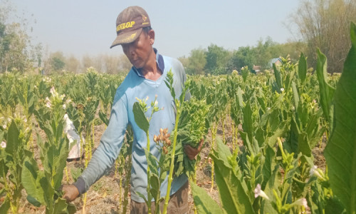 Berkah Musim Kemarau, Petani Tembakau di Jombang Sumringah karena Hasil Panen Melimpah