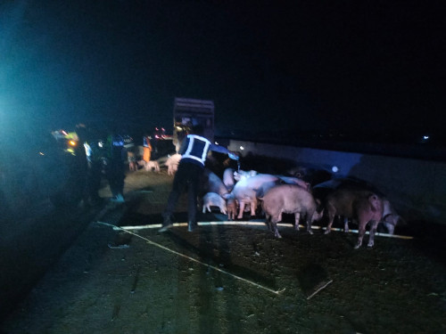 Truk Terguling Akibat Pecah Ban, Puluhan Babi Berhamburan di Jalan Tol KM 651 Nganjuk  