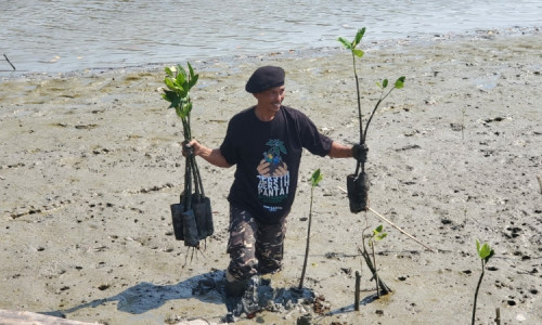 Peringatan Hari Santri Dibuka dengan Tanam Ribuan Bibit Mangrove di Pantai Romokalisari Surabaya