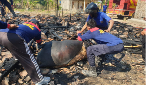 Kandang Lembu di Sampang Terbakar, Dua Ekor Sapi Mati Terpanggang