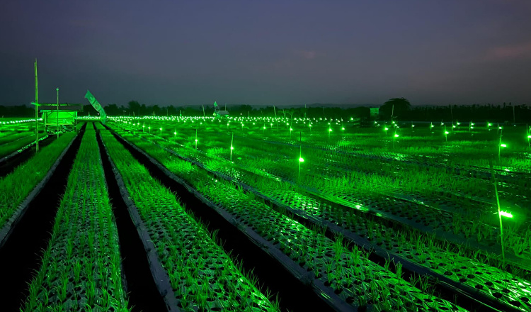 Teknologi Light Trap Sukses Tingkatkan Produksi Bawang Merah di Banyuwangi