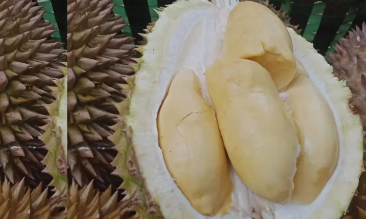 Selain Sumberjambe, Buah Durian di Tiga Kecamatan ini Super Murah Hanya Rp 5000 Saja