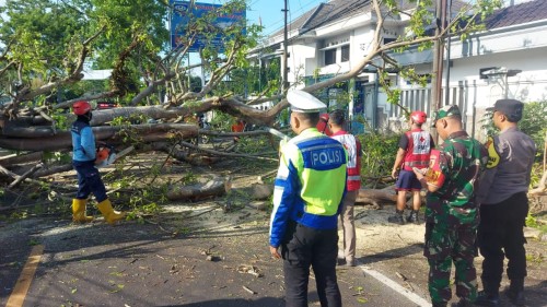 Pohon Tumbang di Jalan Raya Pakisaji Malang Telan Korban Jiwa