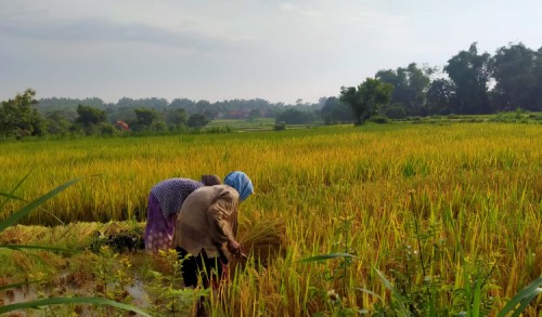 Petani di Sampang Bakal Terima Bantuan Bibit Padi