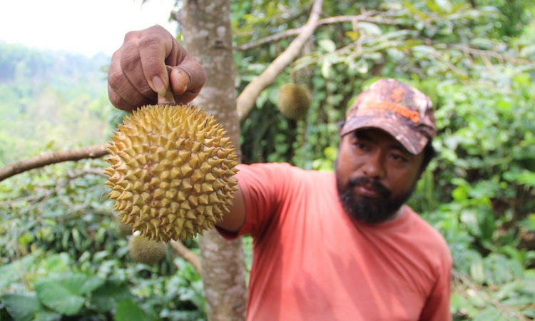 Nikmatnya Durian Sunrise Wonosalam Jombang, Bentuknya Mungil tapi Banyak Diburu Pembeli