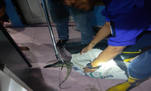Petugas Damkar Tangkap Biawak Masuk ke Rumah Warga di Cilacap
