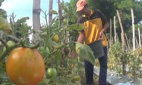 Petani Tomat di Jombang Sumringah Harga Jual Naik Signifikan