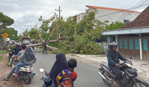 Akibat Pohon Tumbang, Jalur Penghubung Antarkecamatan di Magetan Terputus