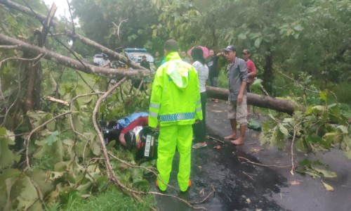 Hujan Deras Disertai Angin Melanda Ngawi, Pengendara Motor Tewas Tertimpa Pohon