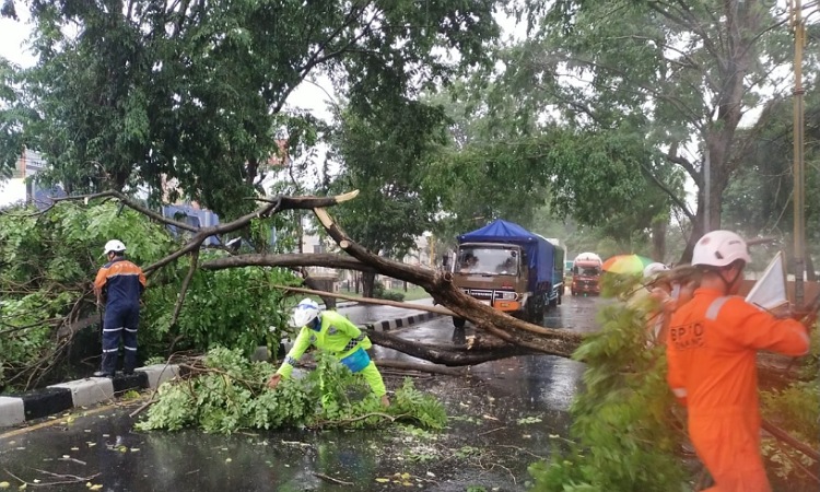 Hujan Deras dan Angin Kencang  Hantam Jombang, Belasan Rumah Rusak dan Sejumlah Pohon Tumbang