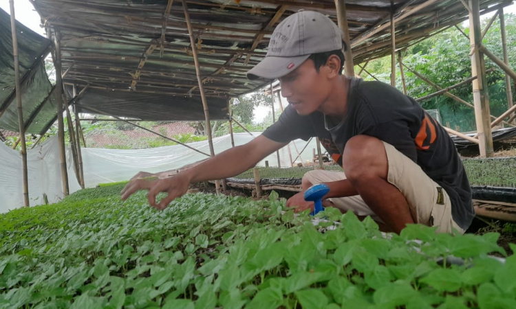 Geliat Pemuda Desa Ngampelrejo Jember, Ciptakan Peluang Lewat Agribisnis Makro
