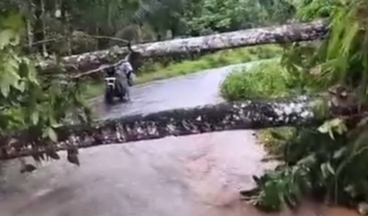 Diguyur Hujan Deras, Sejumlah Pohon di Banyuwangi Tumbang
