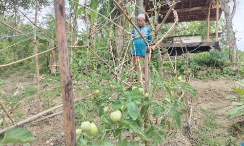 Bertani Ajaib Ala Ponpes Sirojul Mubtadiin Bangkalan: Patahkan Mitos Tanah Gersang, Tiap Hari Panen Cuan