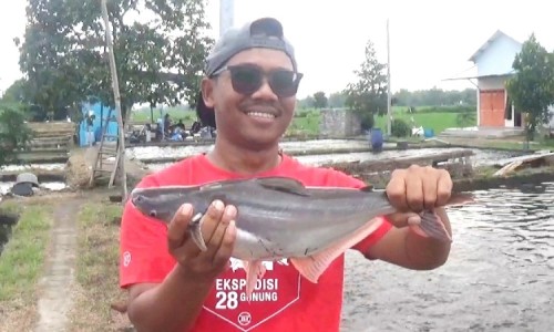 Lebih Menjanjikan Cuan Ketimbang Lele, Pemuda di Jombang Beralih Budidaya Ikan Patin